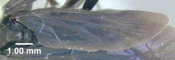 Media type: image;   Entomology 600326 Aspect: hind wing